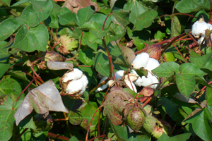 Cotton is a major cash crop of Sussex County