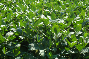 Soybeans are a major cash crop of Sussex County